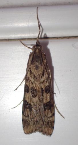 Nomophila noctuella